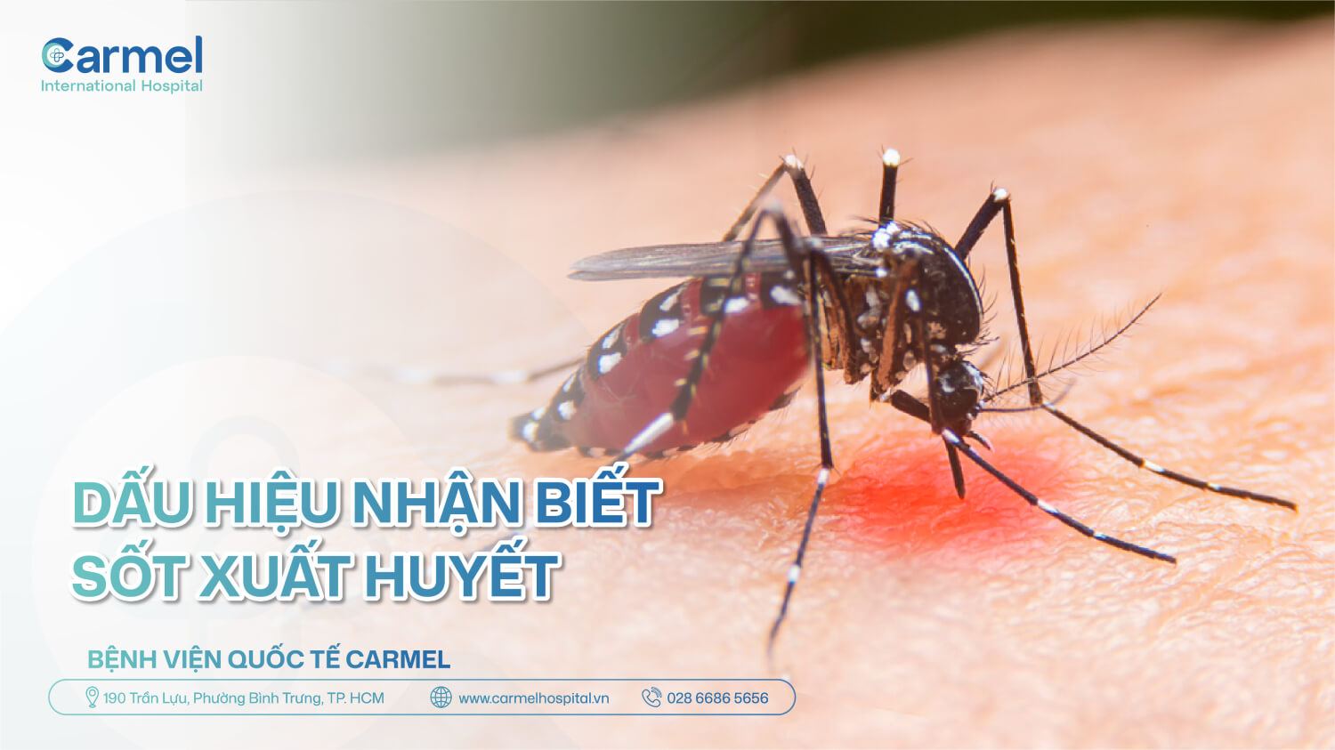 Sốt xuất huyết: Dấu hiệu nhận biết, giai đoạn nguy hiểm và cách điều trị